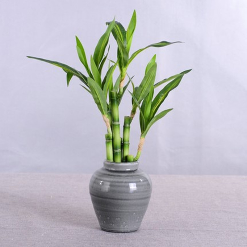 Neue 40cm Künstliche Glücksbam – Desk Setup Plants Bewertung und Preis